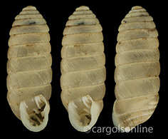 IMG_detallada/Abida cylindrica.jpg